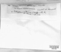 Image Associated With the Occurence